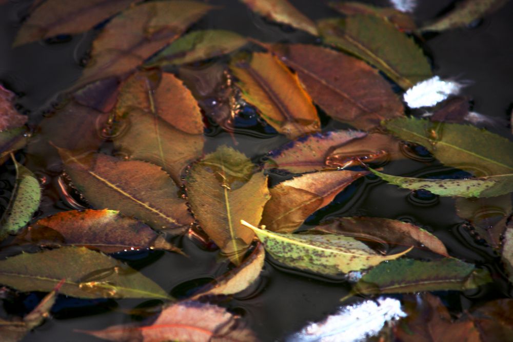 otoño sobre el estanque, mudando plumas