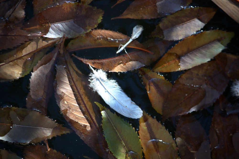 otoño sobre el estanque, palomas mudando plumas
