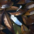 otoño sobre el estanque, palomas mudando plumas