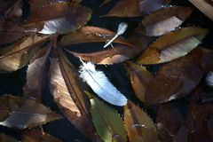 otoño sobre el estanque, palomas mudando plumas