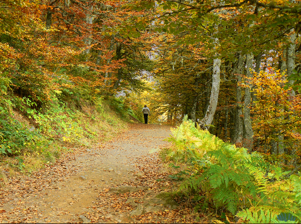 "Otoño solitario"