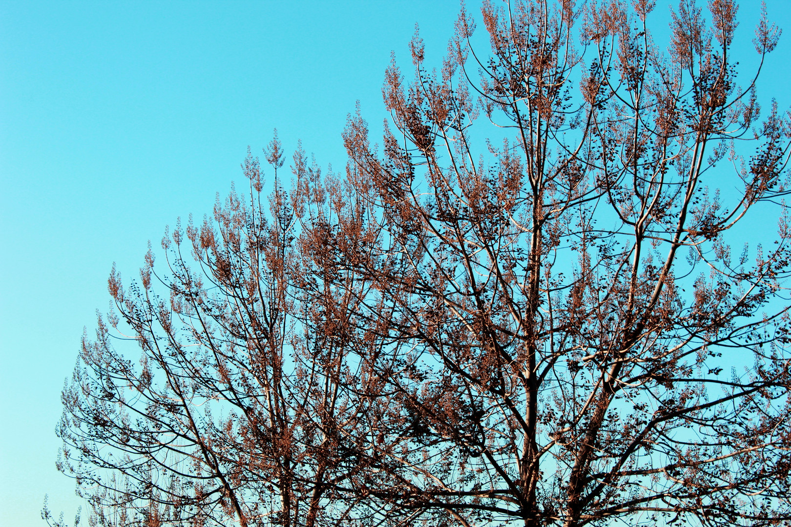 Otoño vivaz