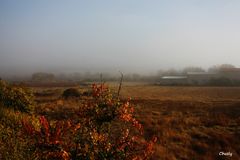 Otoño y niebla - Fall and Fog