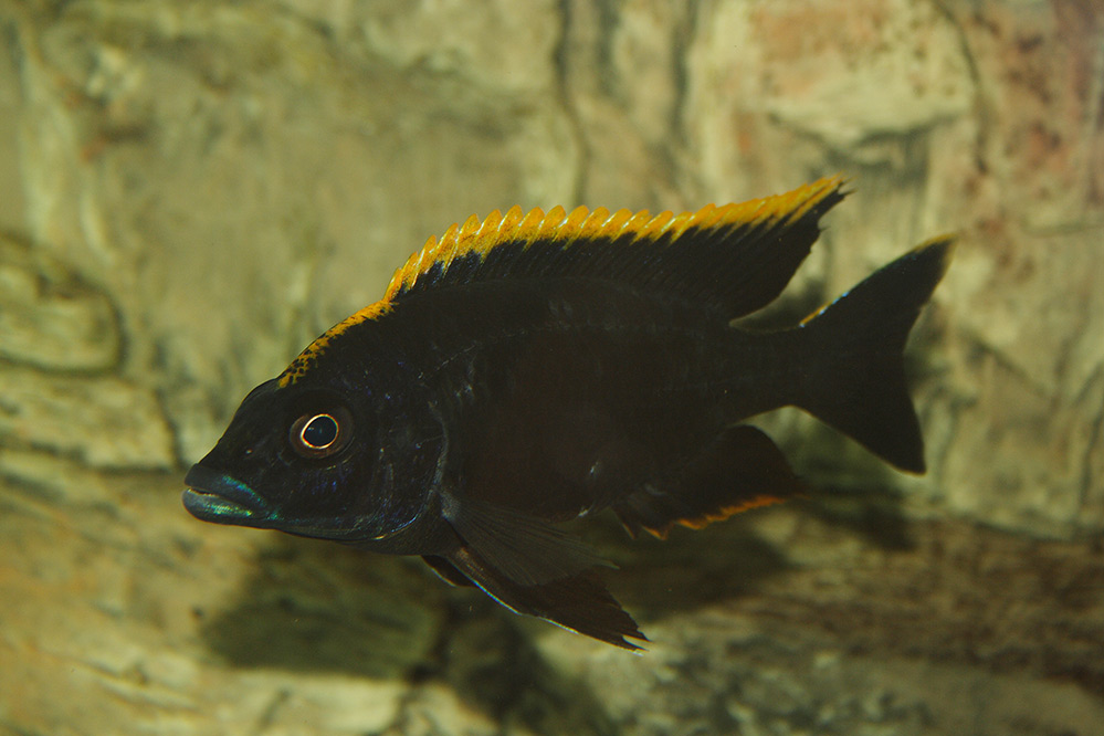 Otopharynx Lithobartis Black Orange Dorsal