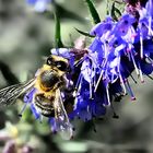 Otra abeja