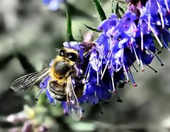 Otra abeja