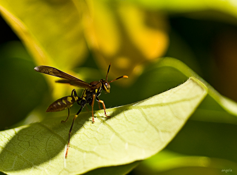 Otra avispa