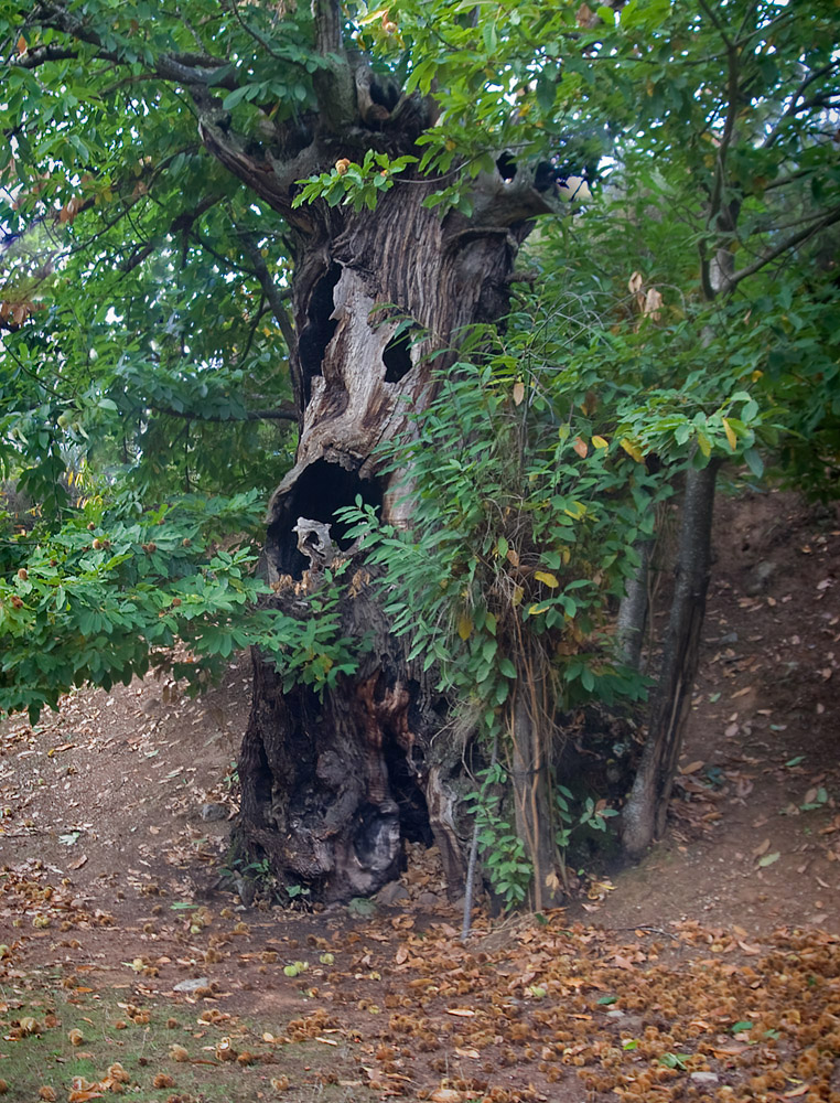 Otra cara del mismo arbol