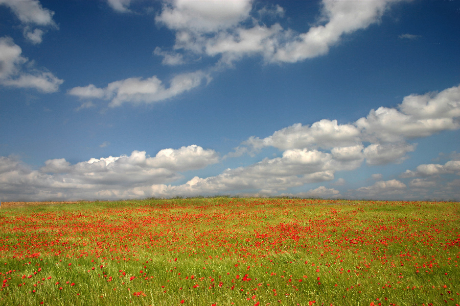 Otra de amapolas