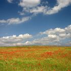 Otra de amapolas