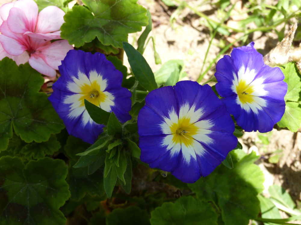 Otra de flores