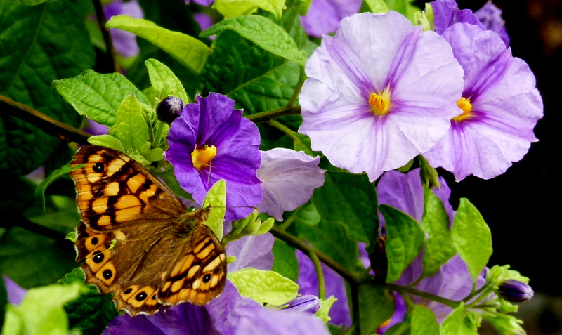 Otra de Mariposa