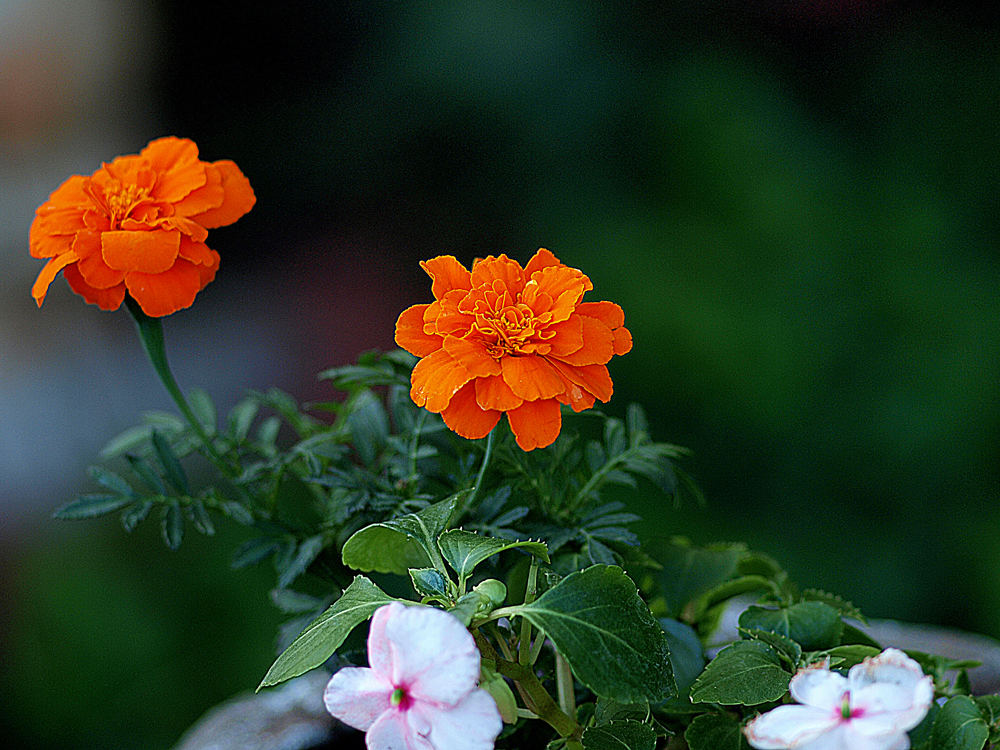 Otra Flor