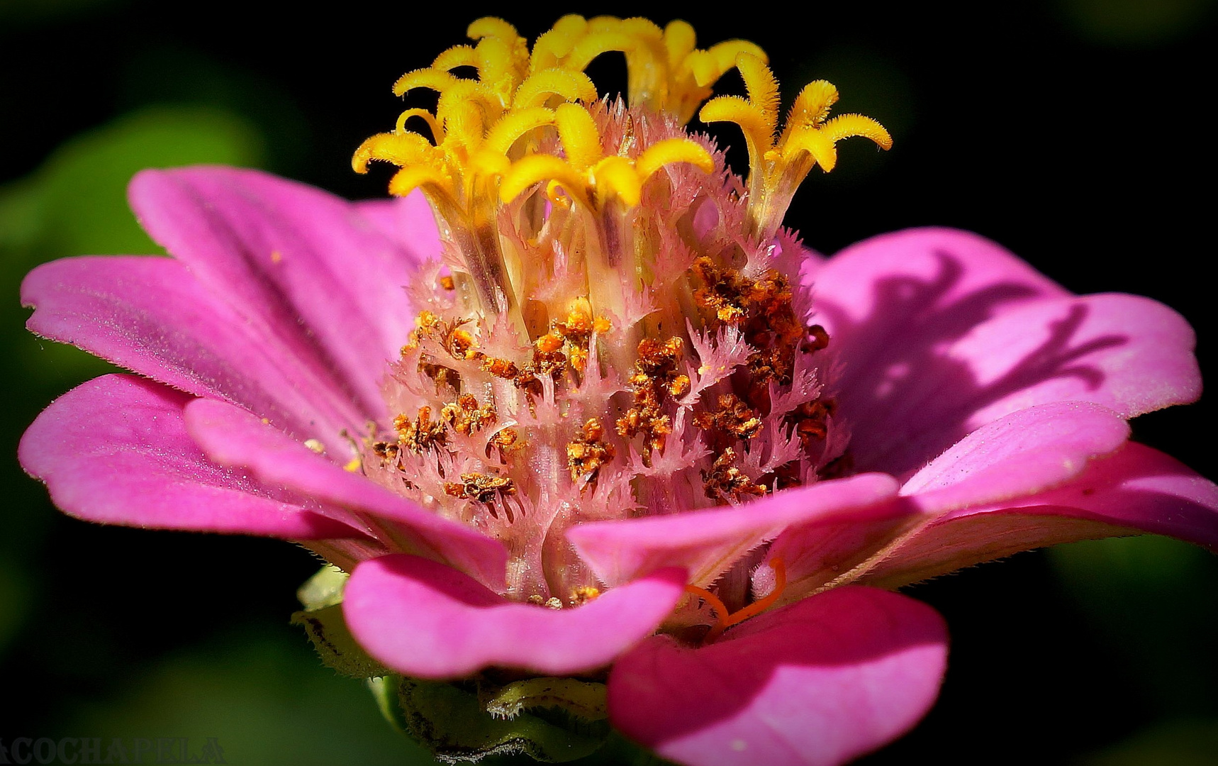 Otra flor