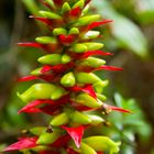 otra flor del bosque nuboso