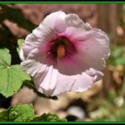 Otra flor del jardín