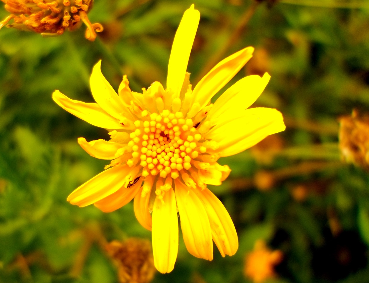 otra hermosa flor amarilla