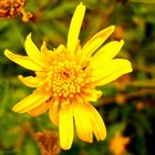otra hermosa flor amarilla