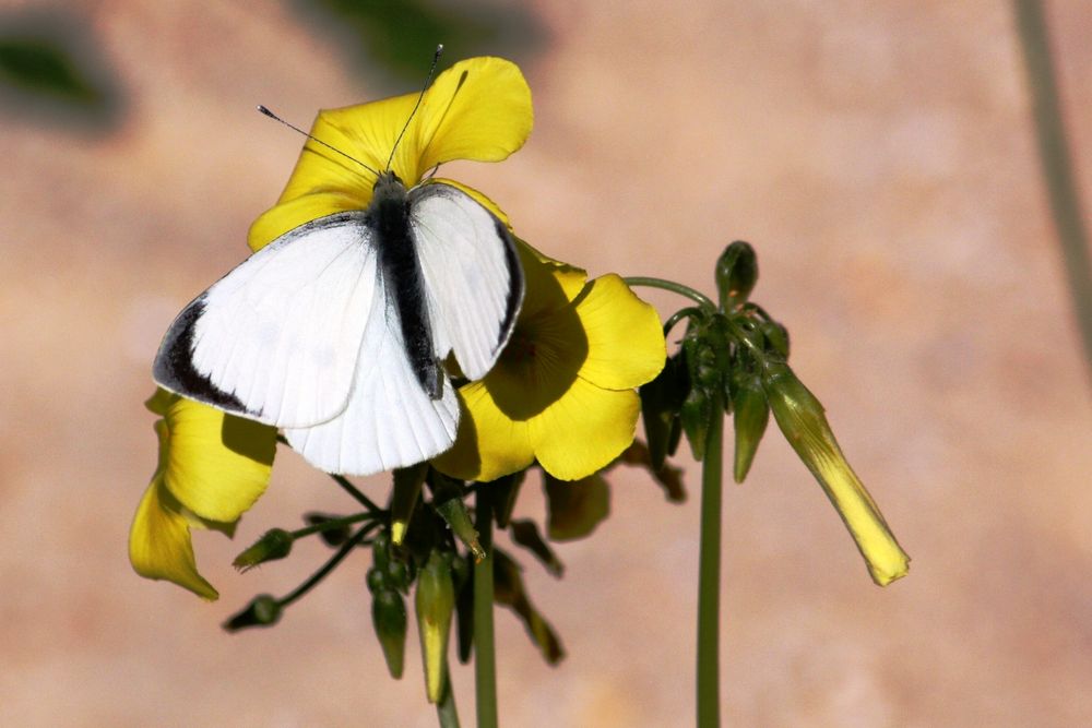 otra mariposa