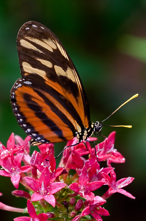 otra mariposa