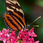 otra mariposa