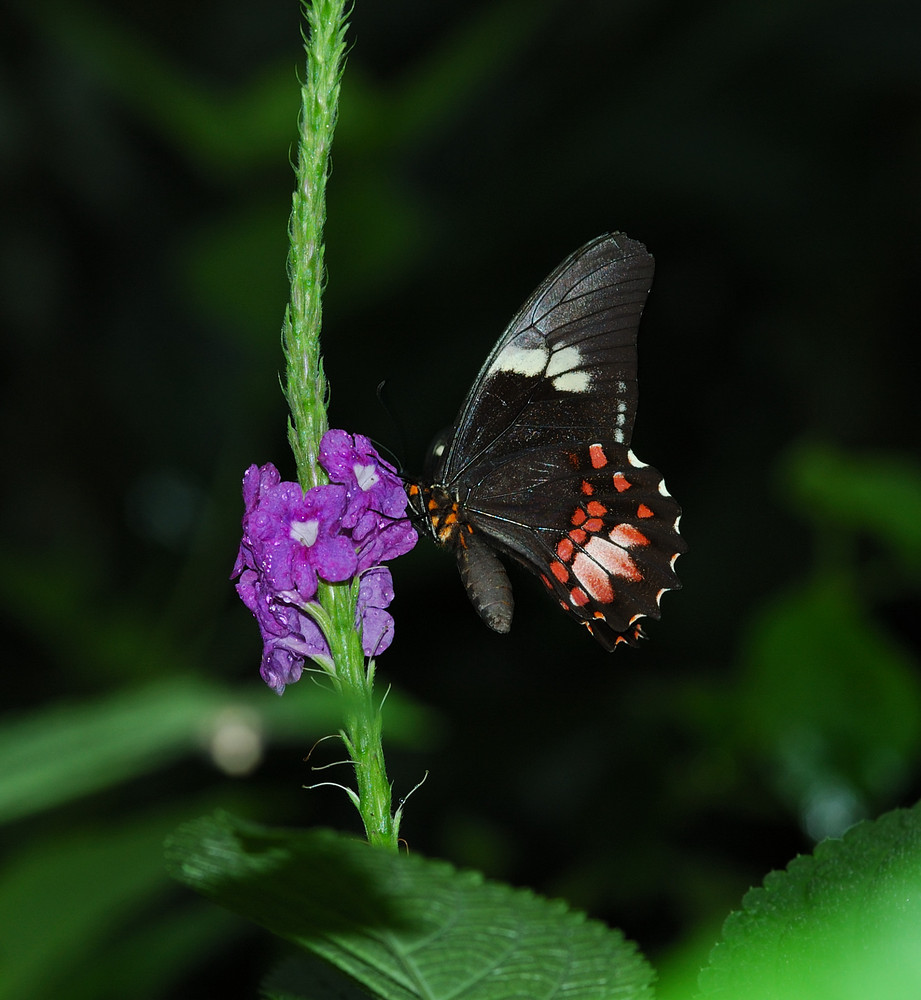 Otra Mariposa