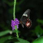 Otra Mariposa