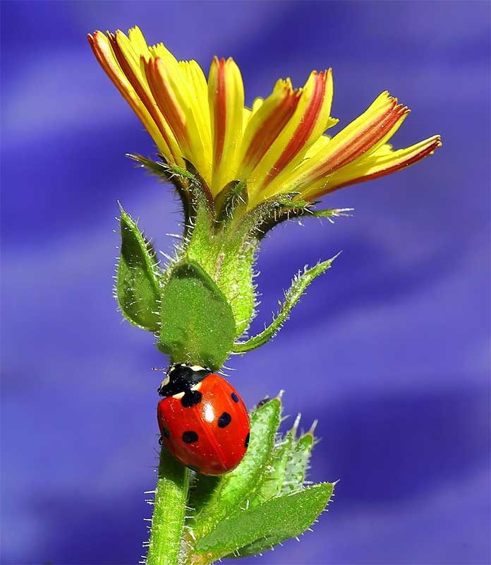 Otra Mariquita