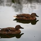 Otra pareja de patos