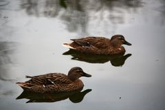 Otra pareja de patos