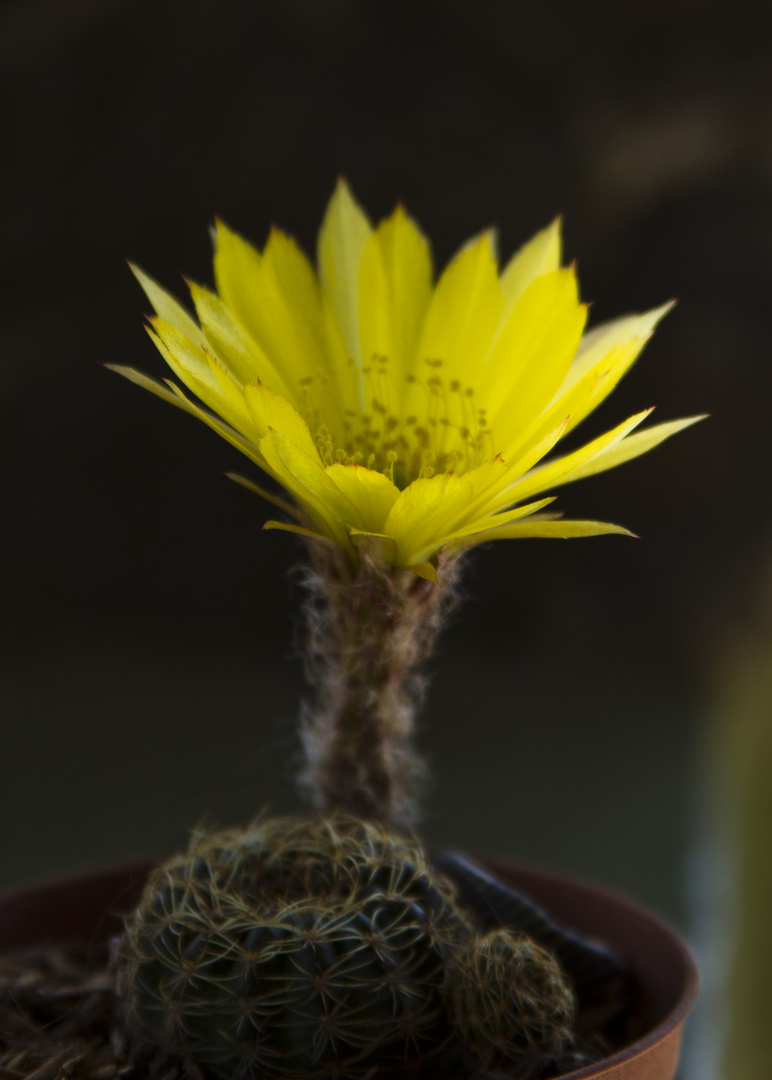 Otra pequeña flor de cactus de mi jardin