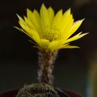 Otra pequeña flor de cactus de mi jardin