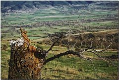 Otro milagro de la primavera