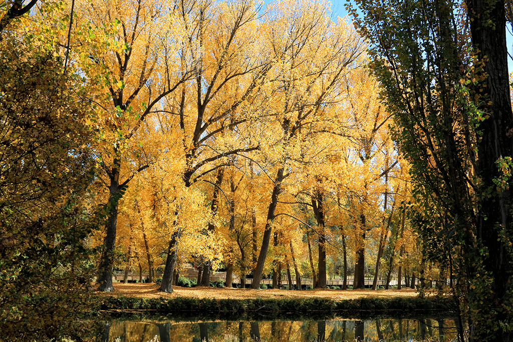 Otro otoño triste.