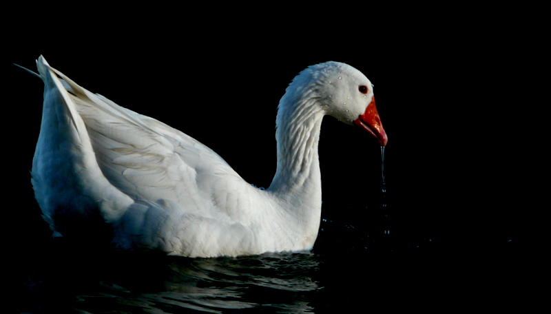 Otro Patito