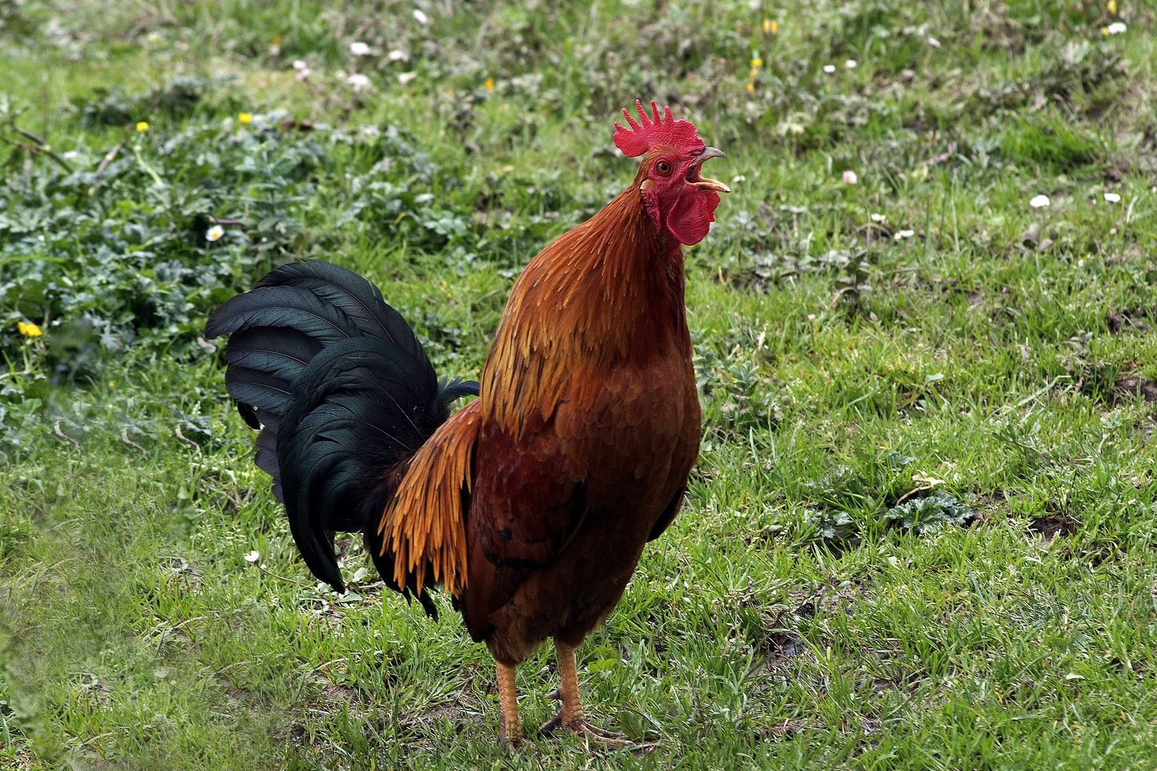 OTRO SEÑOR GALLO