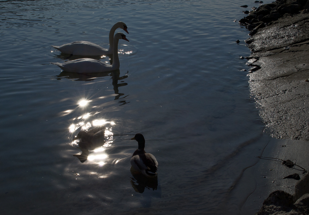 Ottensheimer Enten quaken anders