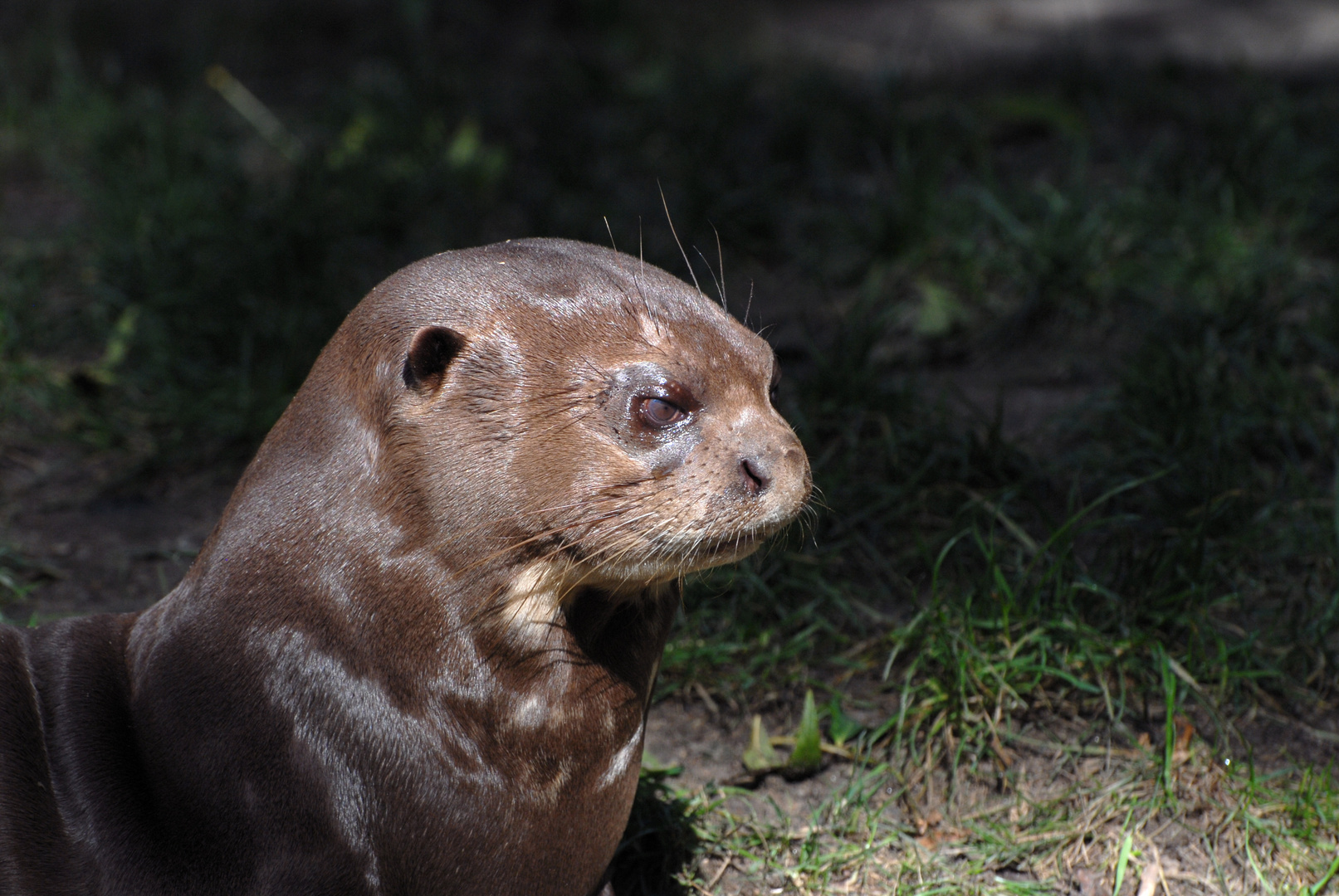 Otter