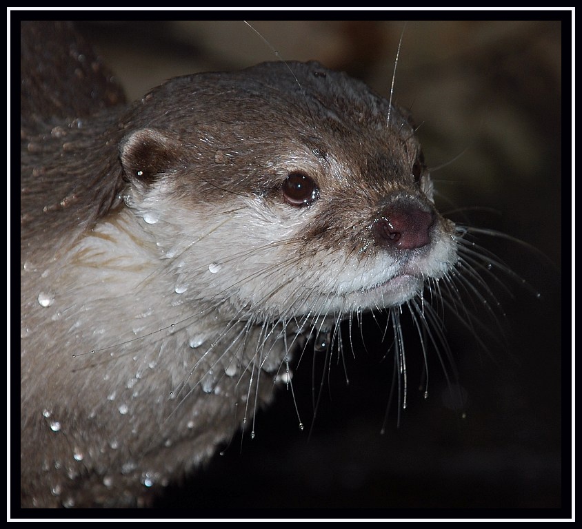 otter