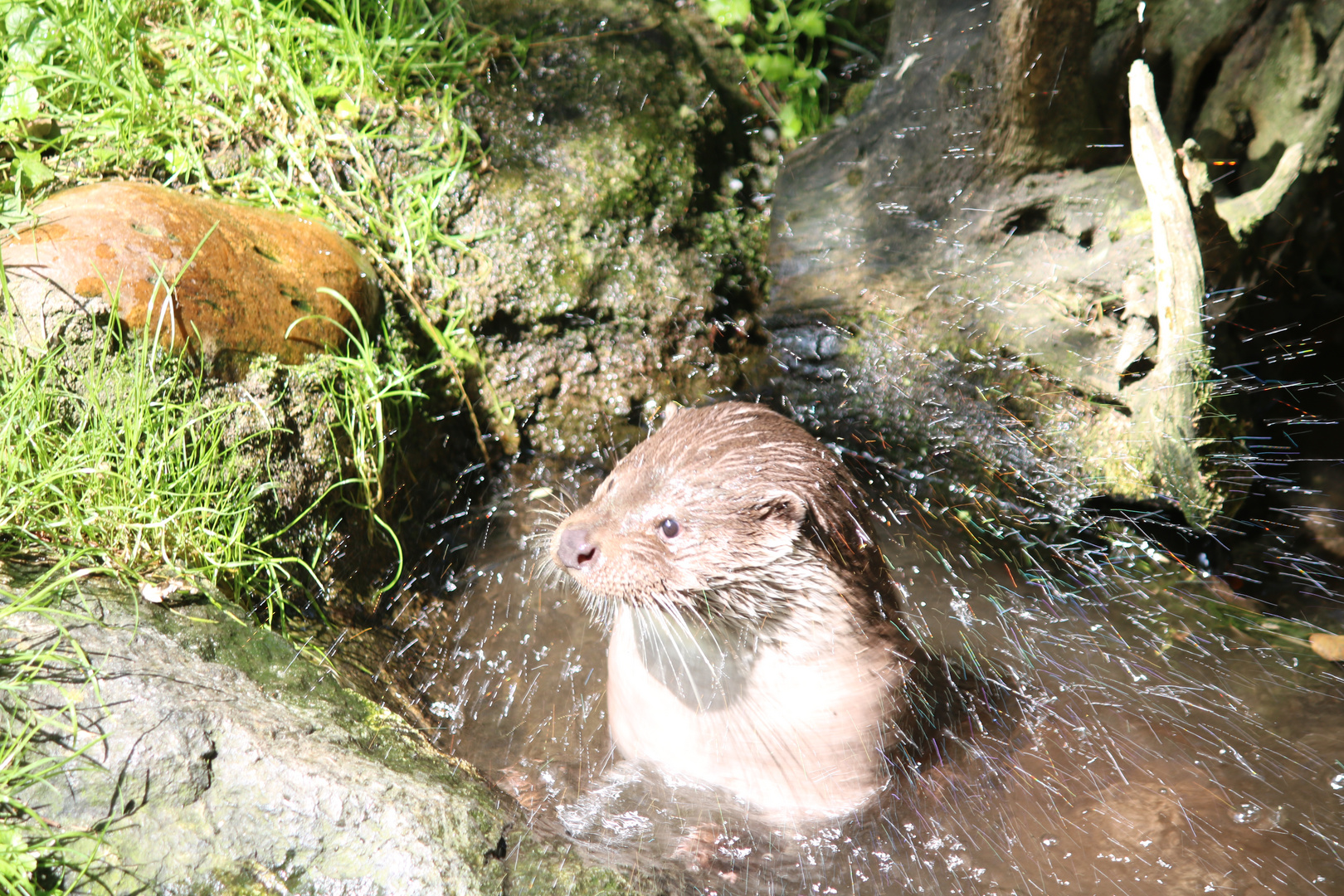 Otter