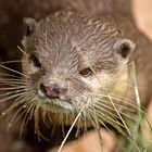 Otter