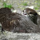 Otter