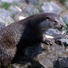 Otter