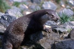 Otter