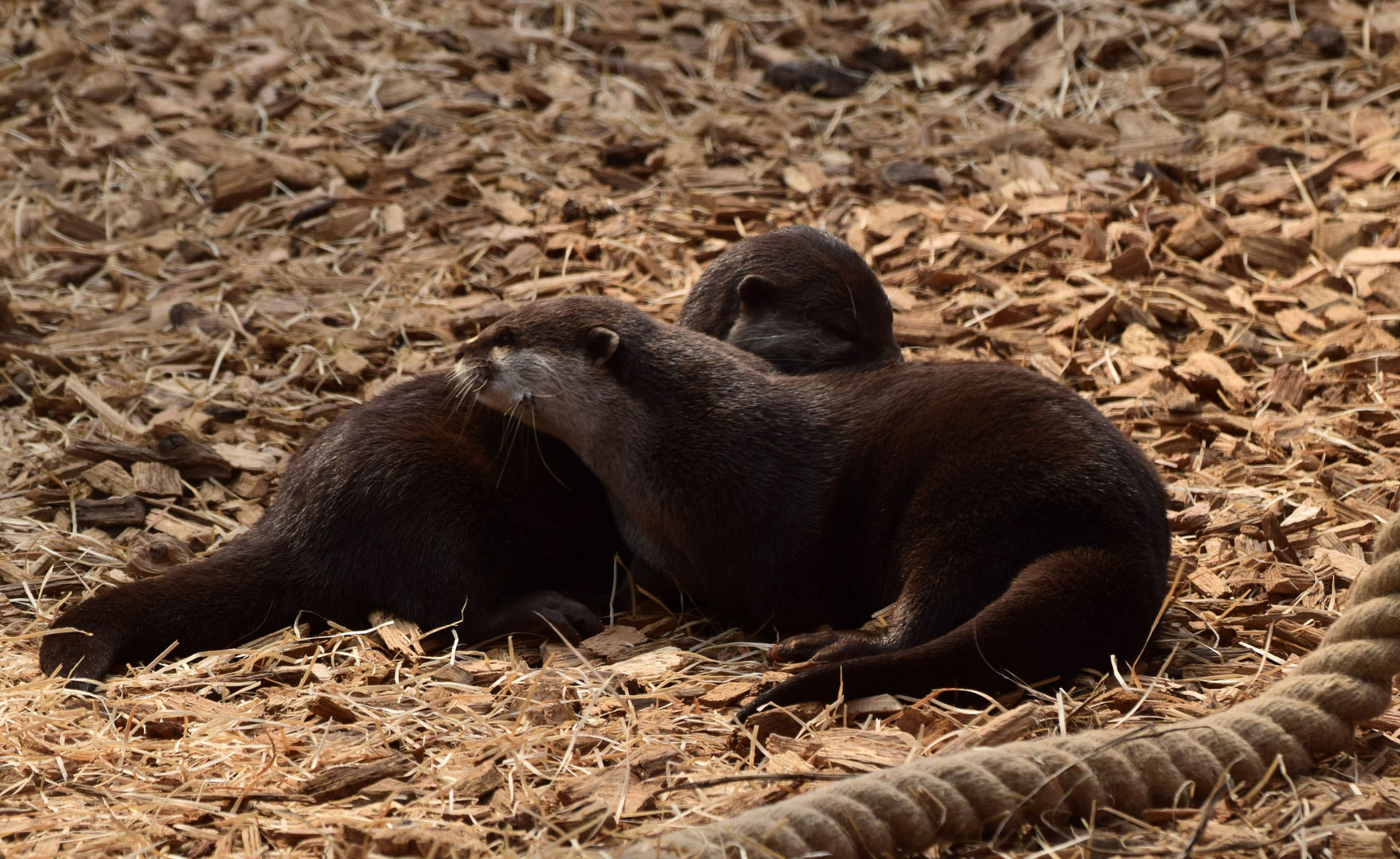 Otter