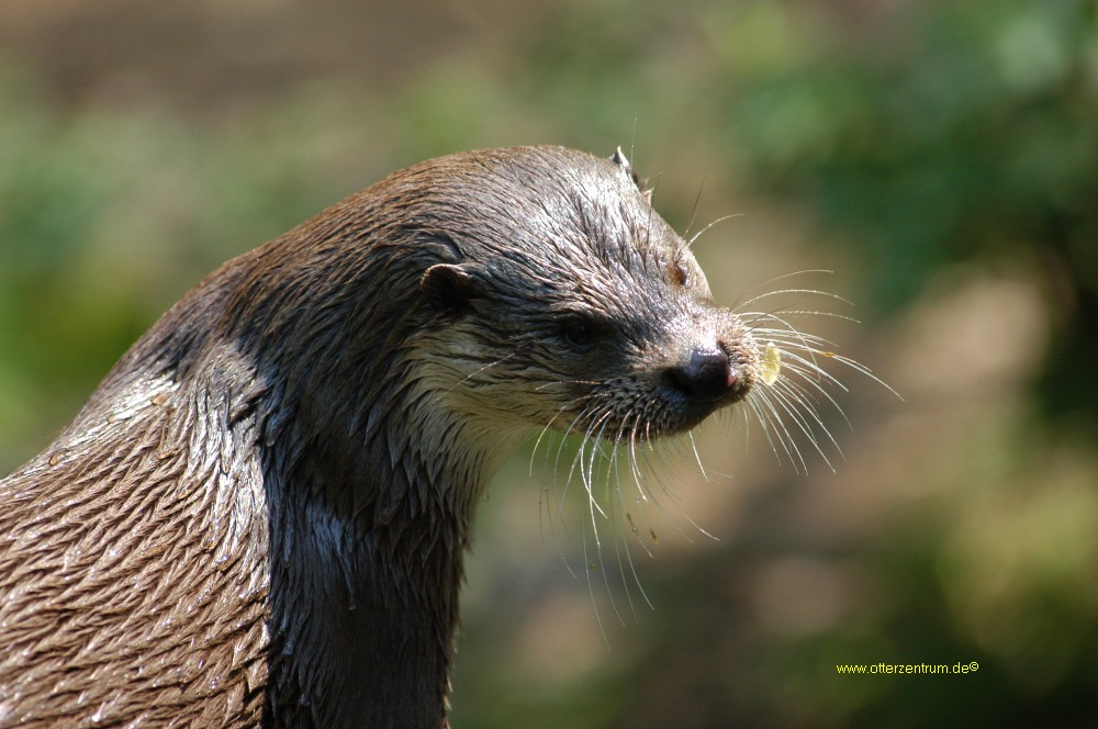 Otter 2