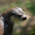 Otter 2