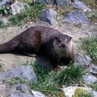 Otter 2