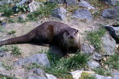 Otter 2