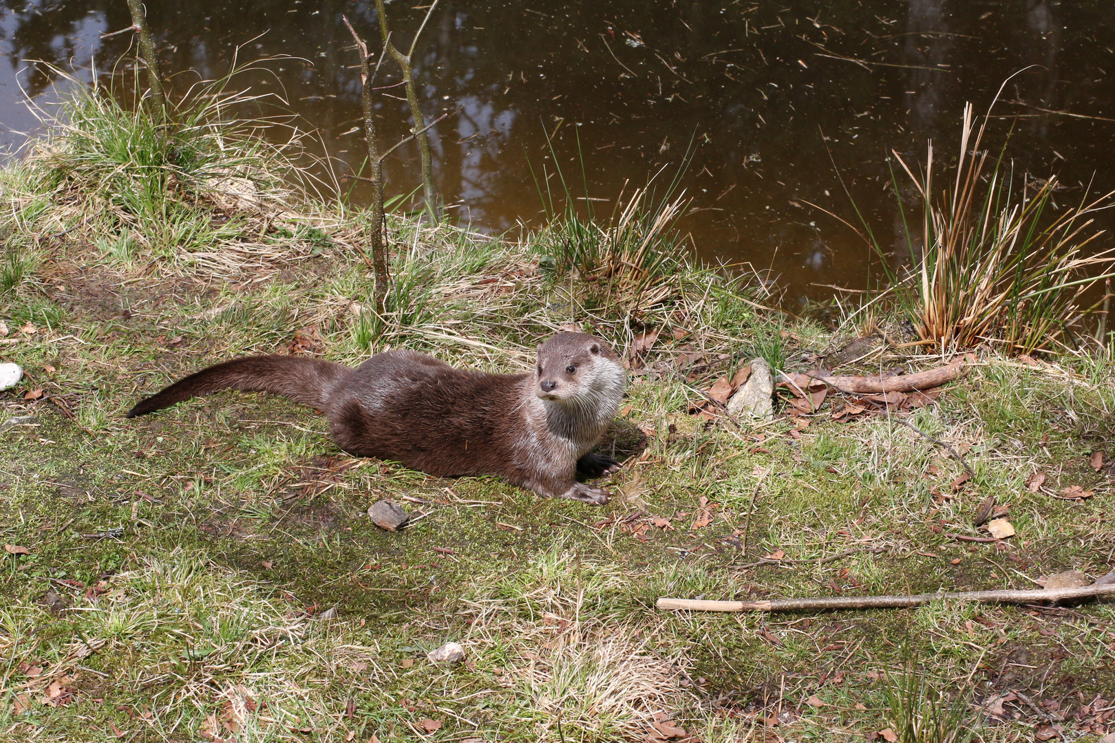 Otter 2